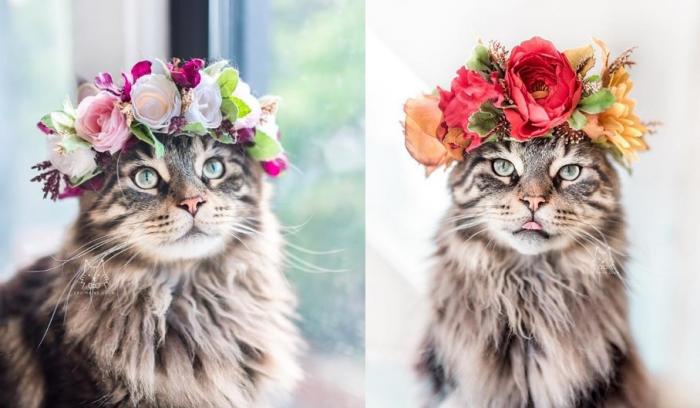 Cette femme prend des photos sublimes de ses chats qui portent des couronnes de fleurs – c'est vraiment trop chou !