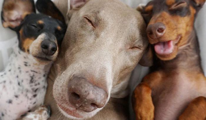 Ces 2 chiens et ce petit chiot endormis tous les 3 sont tellement adorables que vous allez craquer ! | #8