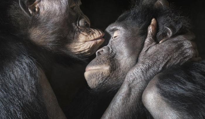 Ces adorables animaux se font des bisous, et ça nous donne envie de faire pareil | #34