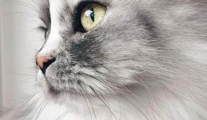 La fourrure de ce chat persan est tout simplement magnifique ! | #2