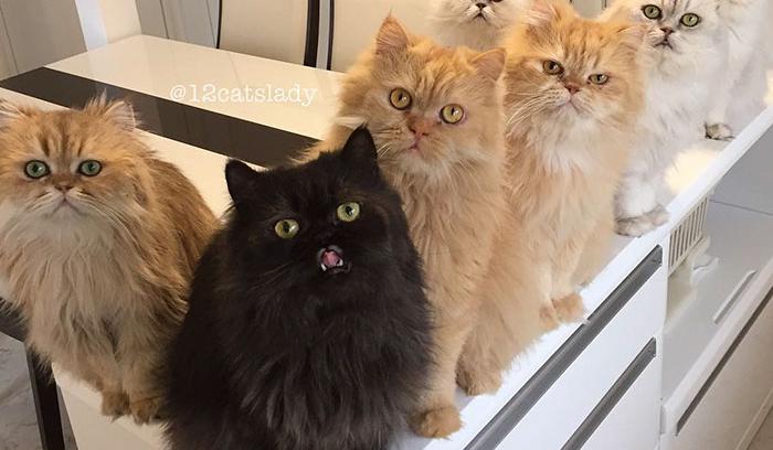 Cette femme aux 12 chats a conquis Instagram avec ses magnifiques chats persans | #2