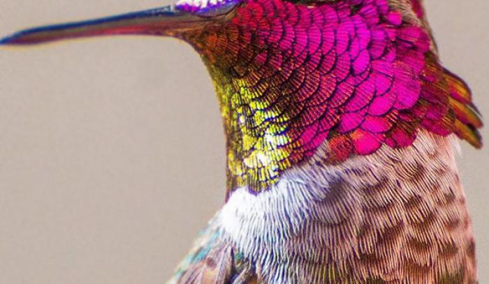 Une amoureuse de la nature capture la beauté des colibris dans son jardin | #2