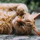 5 idées reçues sur les chats que l'on devrait oubl...