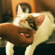 Canicule : comment savoir si votre animal souffre...