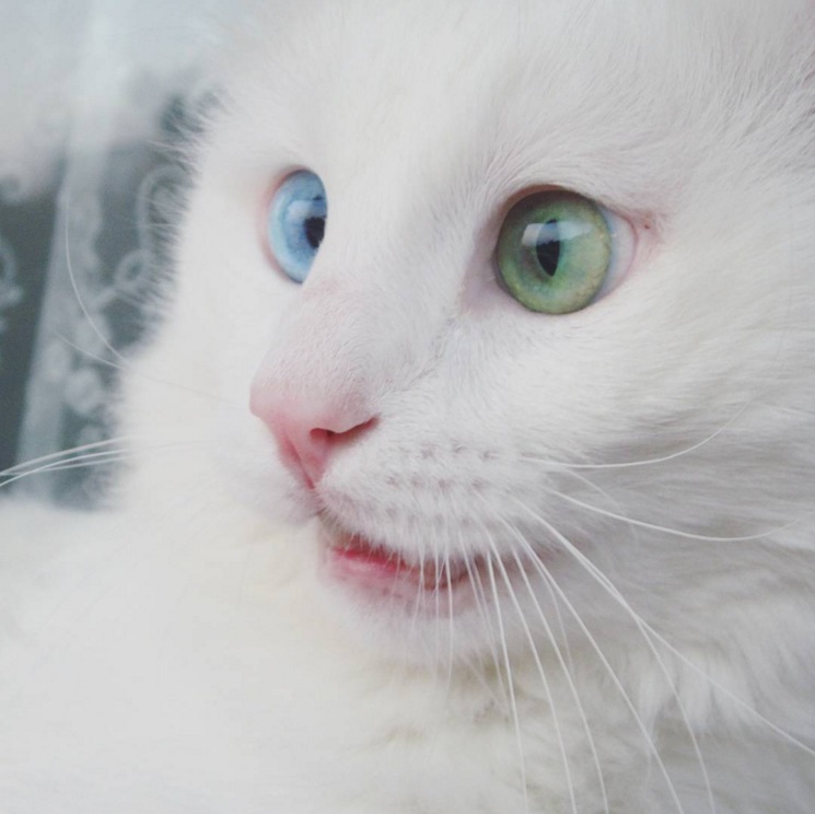 Ce chat blanc aux yeux vairons a vraiment un regard hypnotique et magnifique ! So Busy Girls