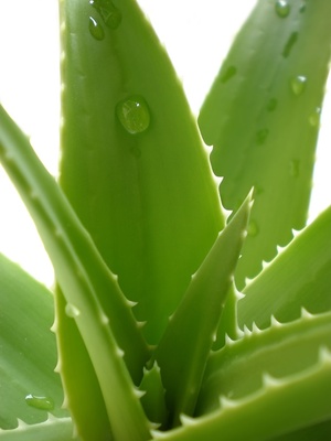 aloe