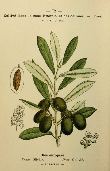 olivier - olea europaea