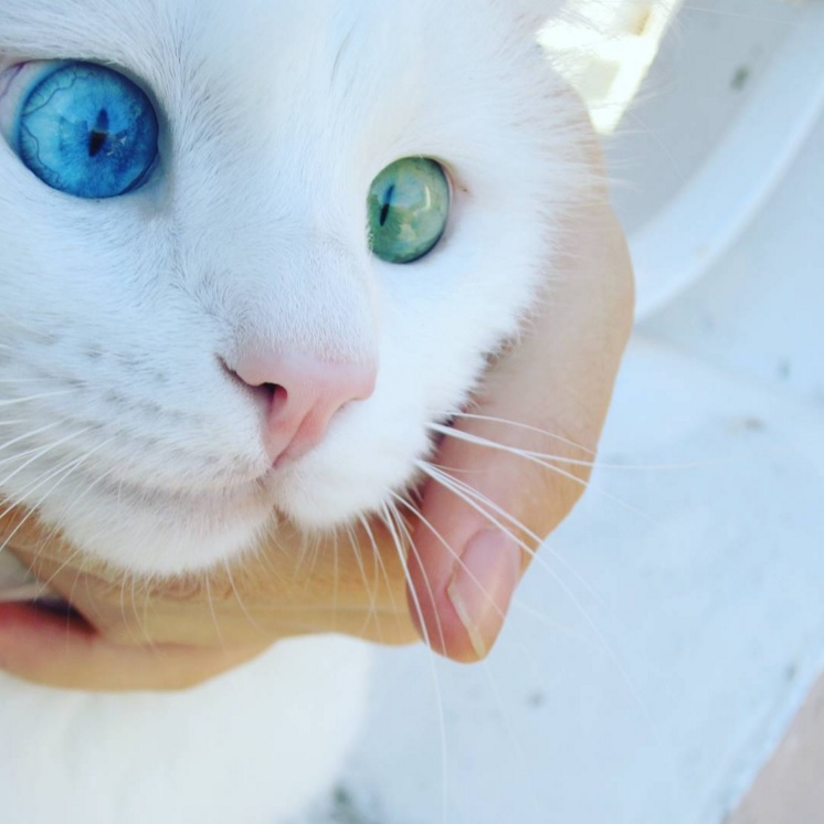 Ce chat blanc aux yeux vairons a vraiment un regard hypnotique et magnifique ! So Busy Girls