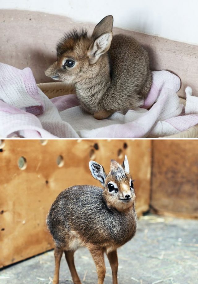 15 Bebes Animaux Rares Que Vous N Avez Surement Jamais Vus So Busy Girls