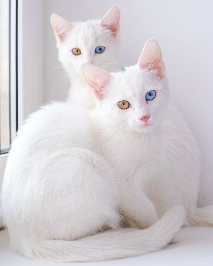 Ces 2 chats blancs aux yeux vairons ont un regard absolument magnifique So Busy Girls