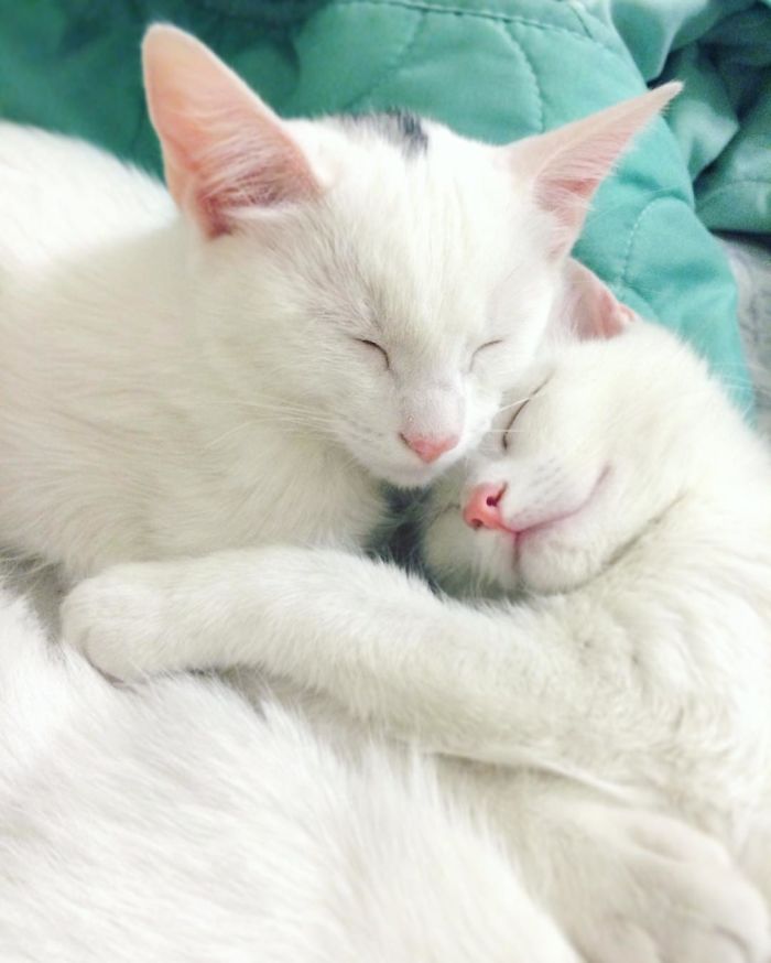 Ces 2 chats blancs aux yeux vairons ont un regard absolument magnifique So Busy Girls