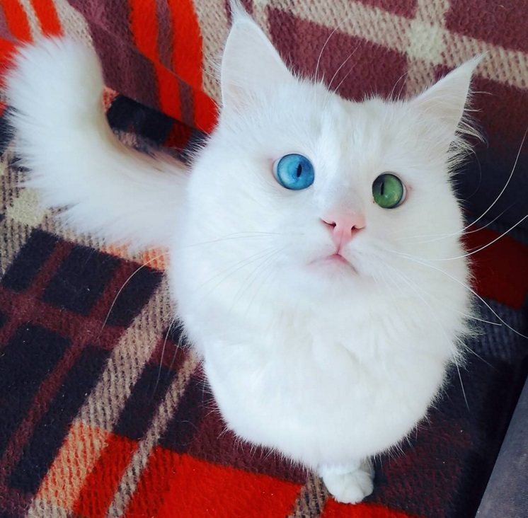 Ce chat blanc aux yeux vairons a vraiment un regard hypnotique et magnifique ! So Busy Girls