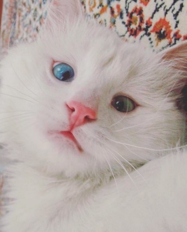 Ce chat blanc aux yeux vairons a vraiment un regard hypnotique et magnifique ! So Busy Girls