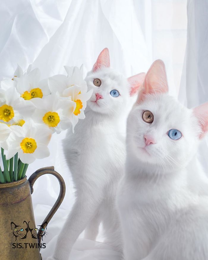 Ces 2 chats blancs aux yeux vairons ont un regard absolument magnifique So Busy Girls
