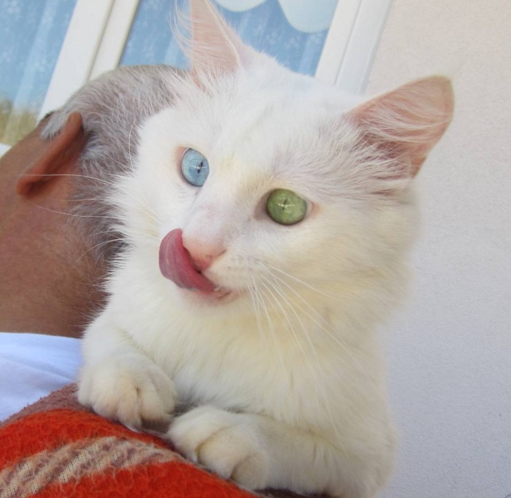Ce chat blanc aux yeux vairons a vraiment un regard hypnotique et magnifique ! So Busy Girls