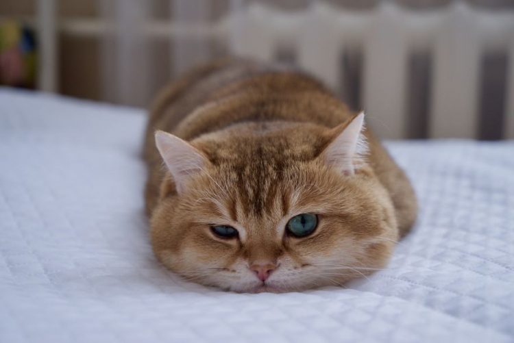 Decouvrez Hosico Le Chat Botte En Chair Et En Os So Busy Girls