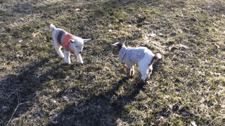 baby-goats-knit-sweaters-sunflower-farm-5