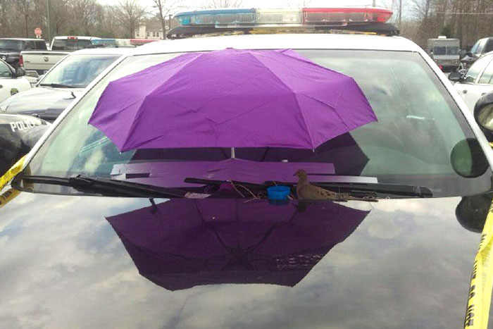 oiseau-fait-son-nid-dans-la-voiture-d-un-policier-2