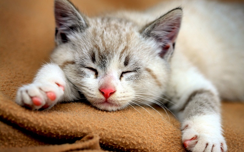 chat-qui-dort