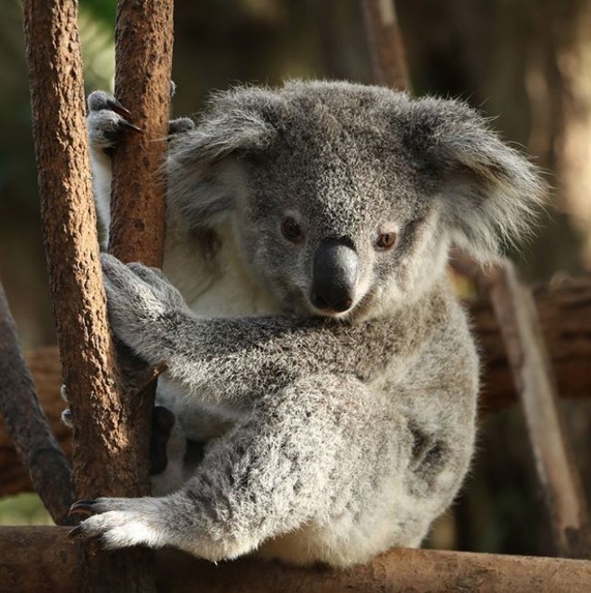 koala-mignon-photo-2