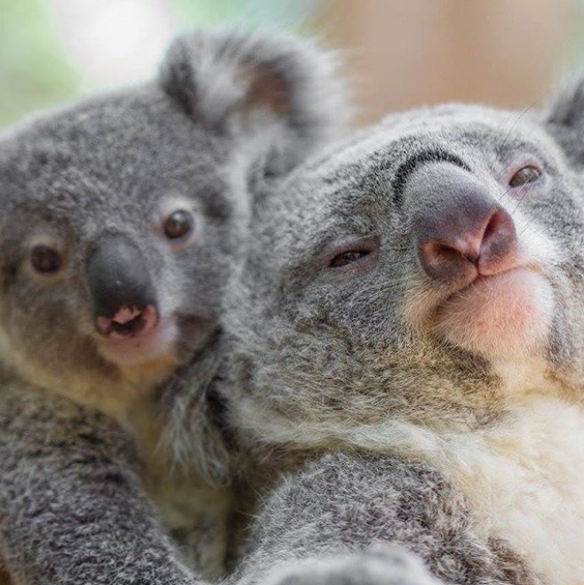 koala-mignon-photo-5