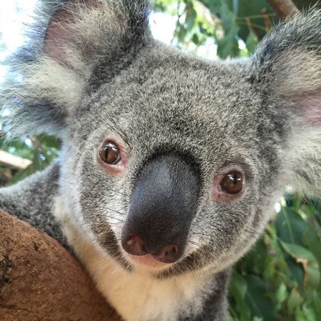 koala-mignon-photo-6