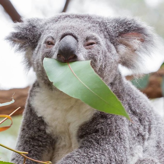 koala-mignon-photo-8