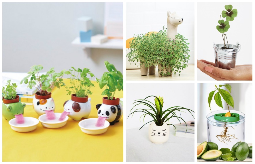 idees-cadeau-plantes