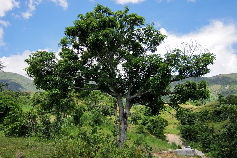 Absorber du CO2 - Tous les arbres absorbent le CO2 de latmosphère. Une mangue peut absorber jusquà 700 kg de CO2.