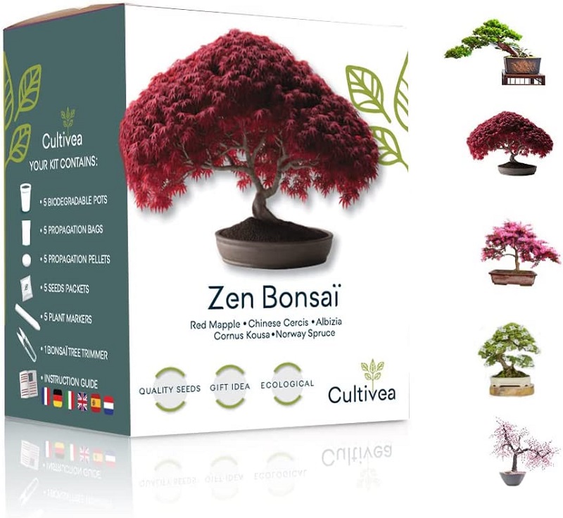 kit-bonsai-pret-a-pousser