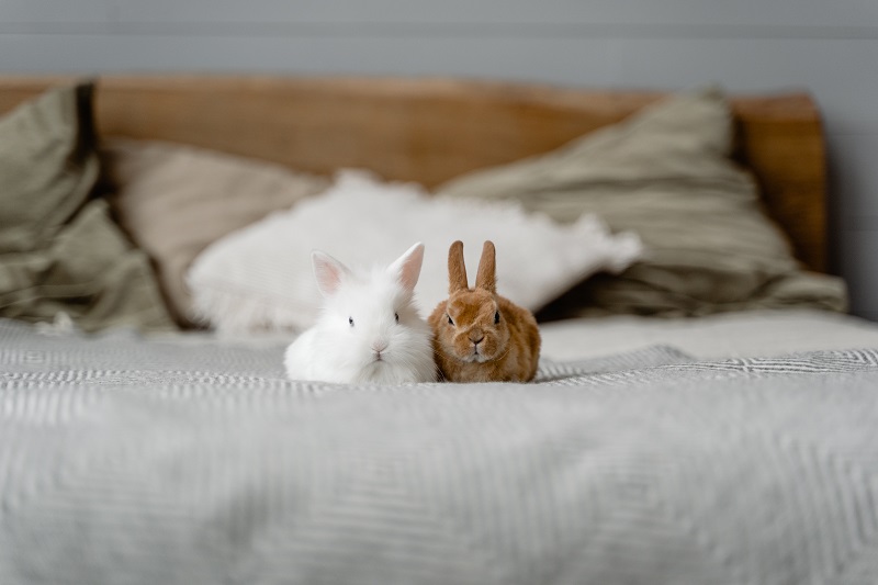deux-bebes-lapins-lit