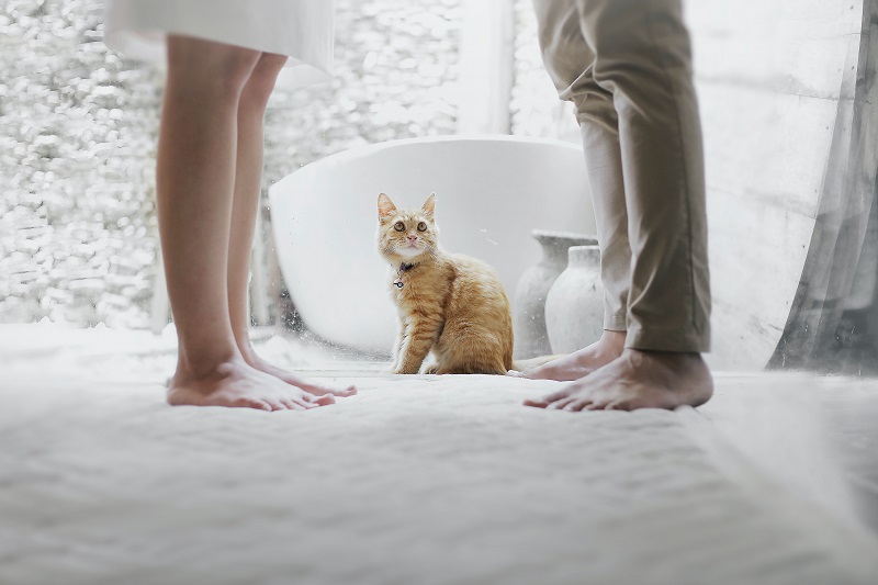 chat-qui-regarde-un-couple