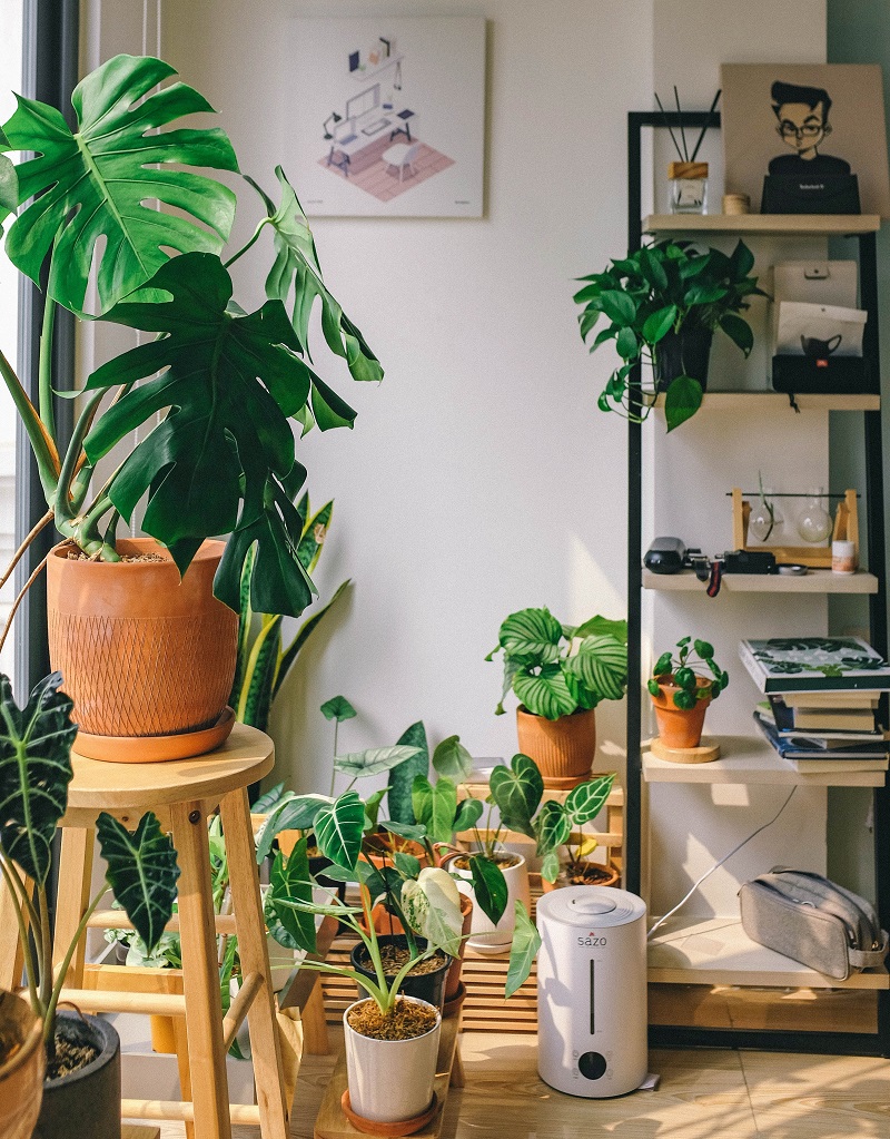 plantes-vertes-dans-un-appartement