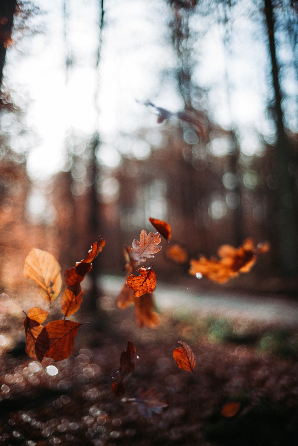 feuilles-qui-tombent-foret-automne