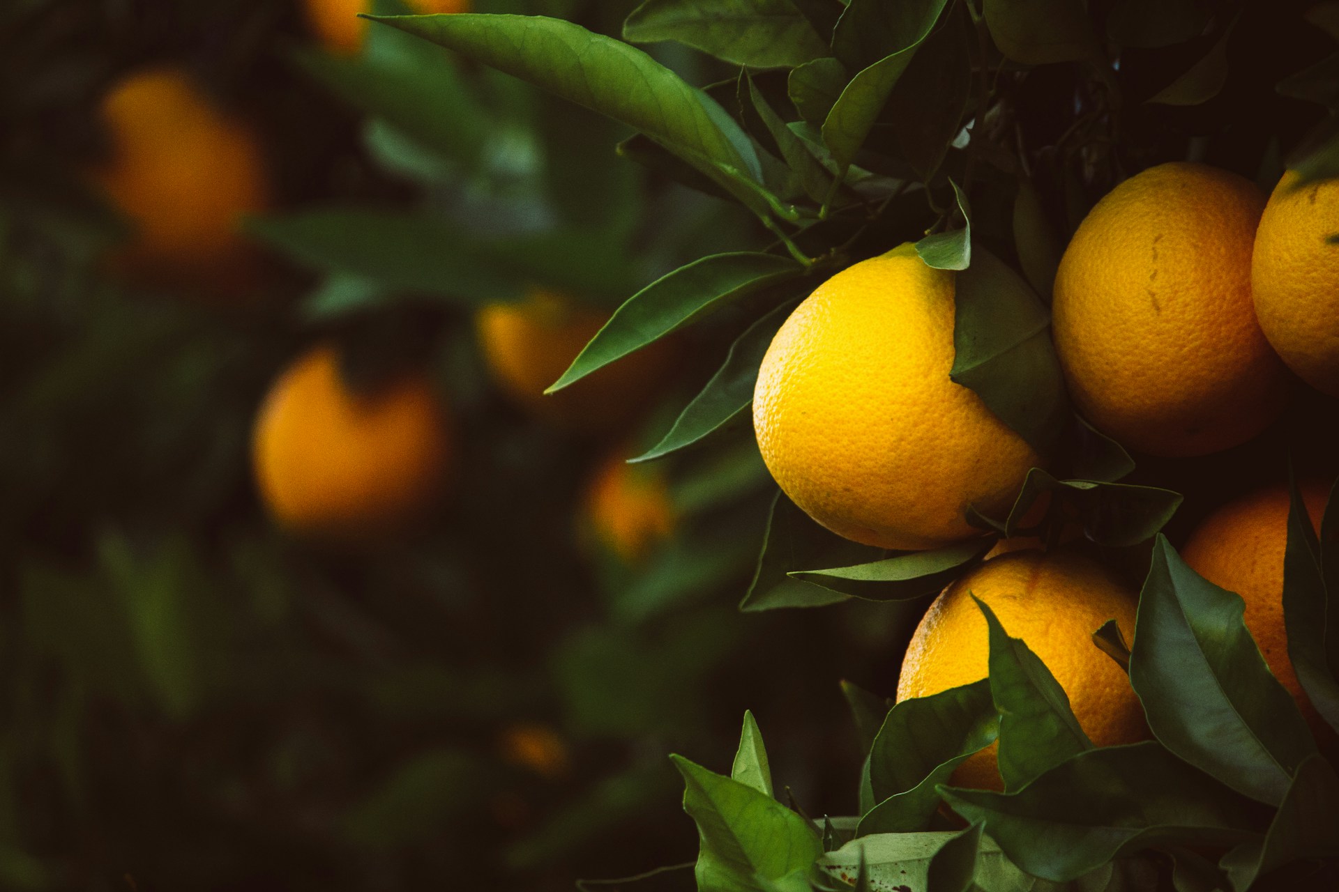 Huile essentielle de citron : les bienfaits