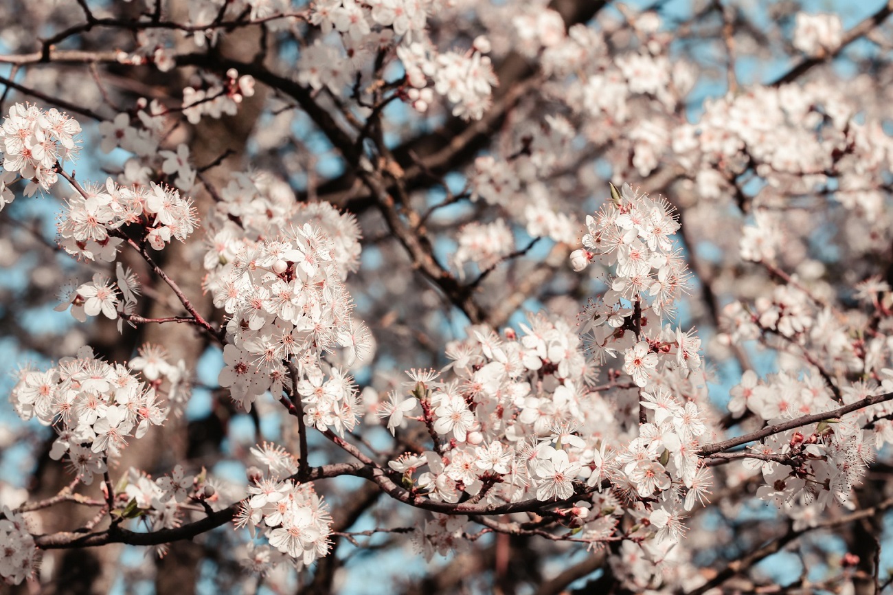Où observer les cerisiers en fleurs en France ?