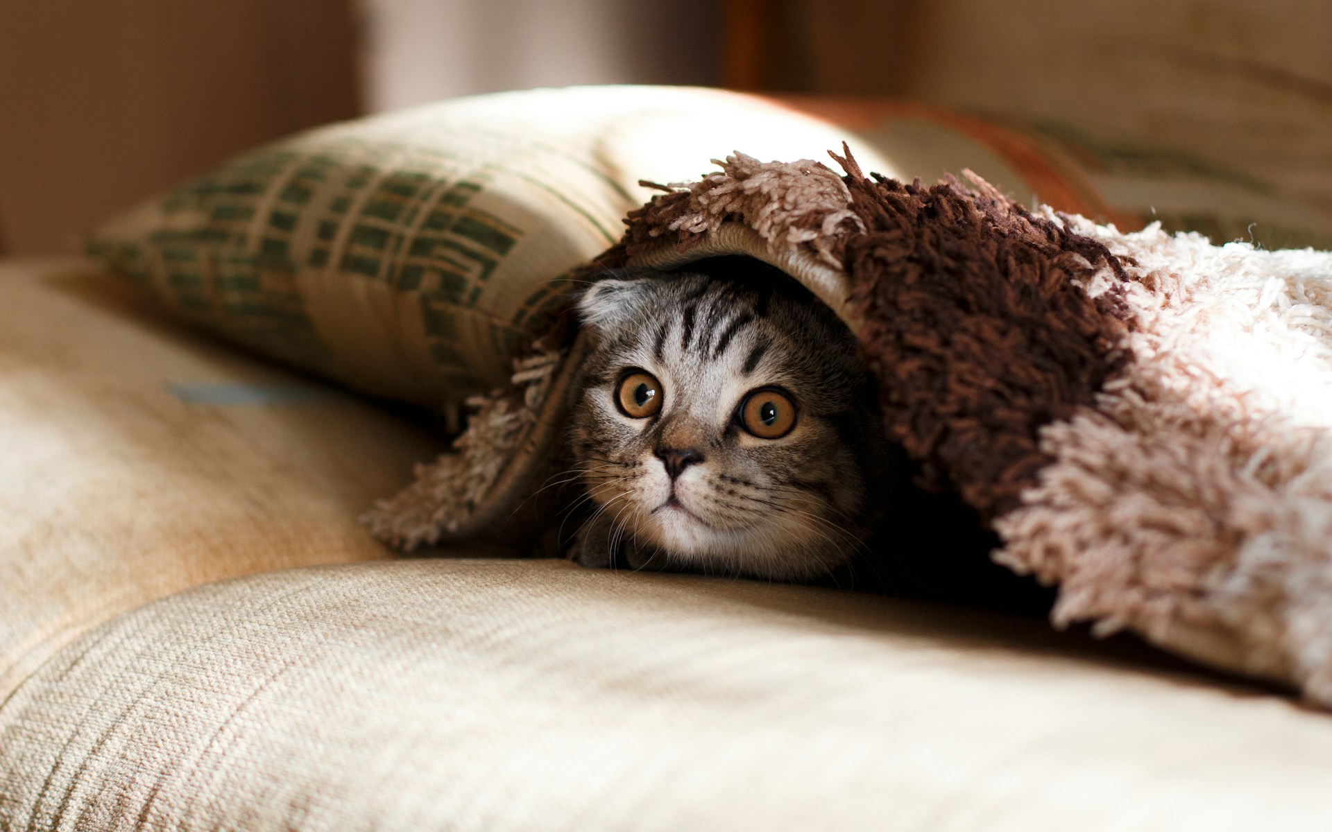 Dormir avec son animal n'a pas que des avantages...