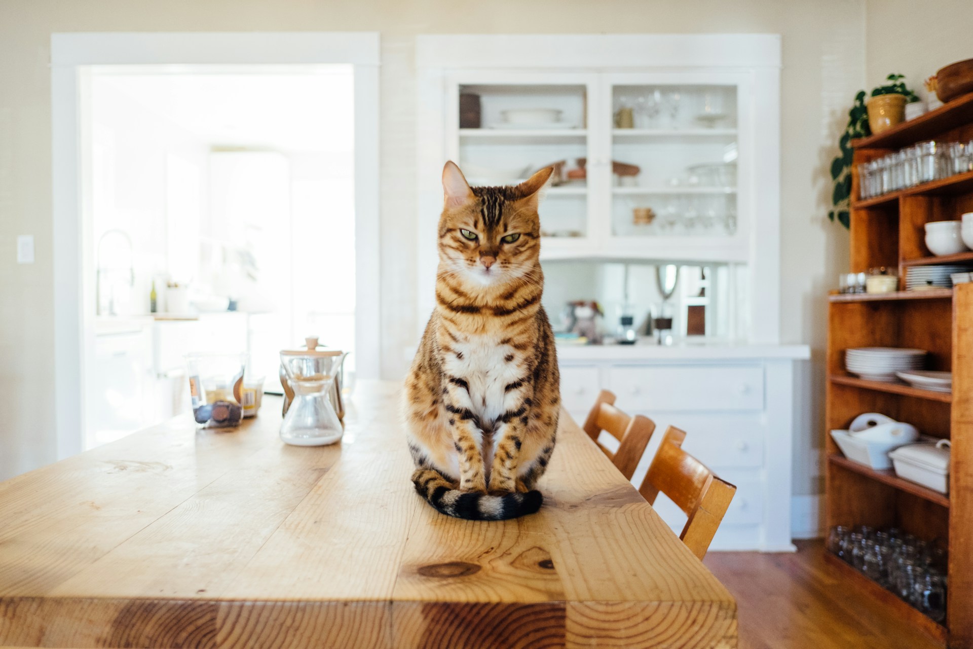 Comment notre chat sait où on est ?