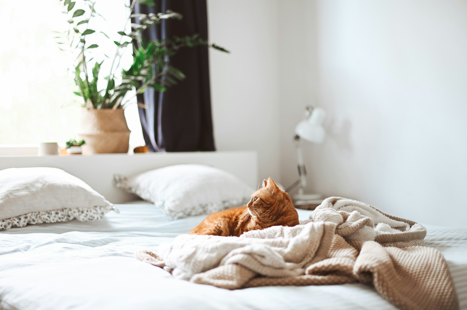 Pourquoi faire son lit le matin peut changer son quotidien.