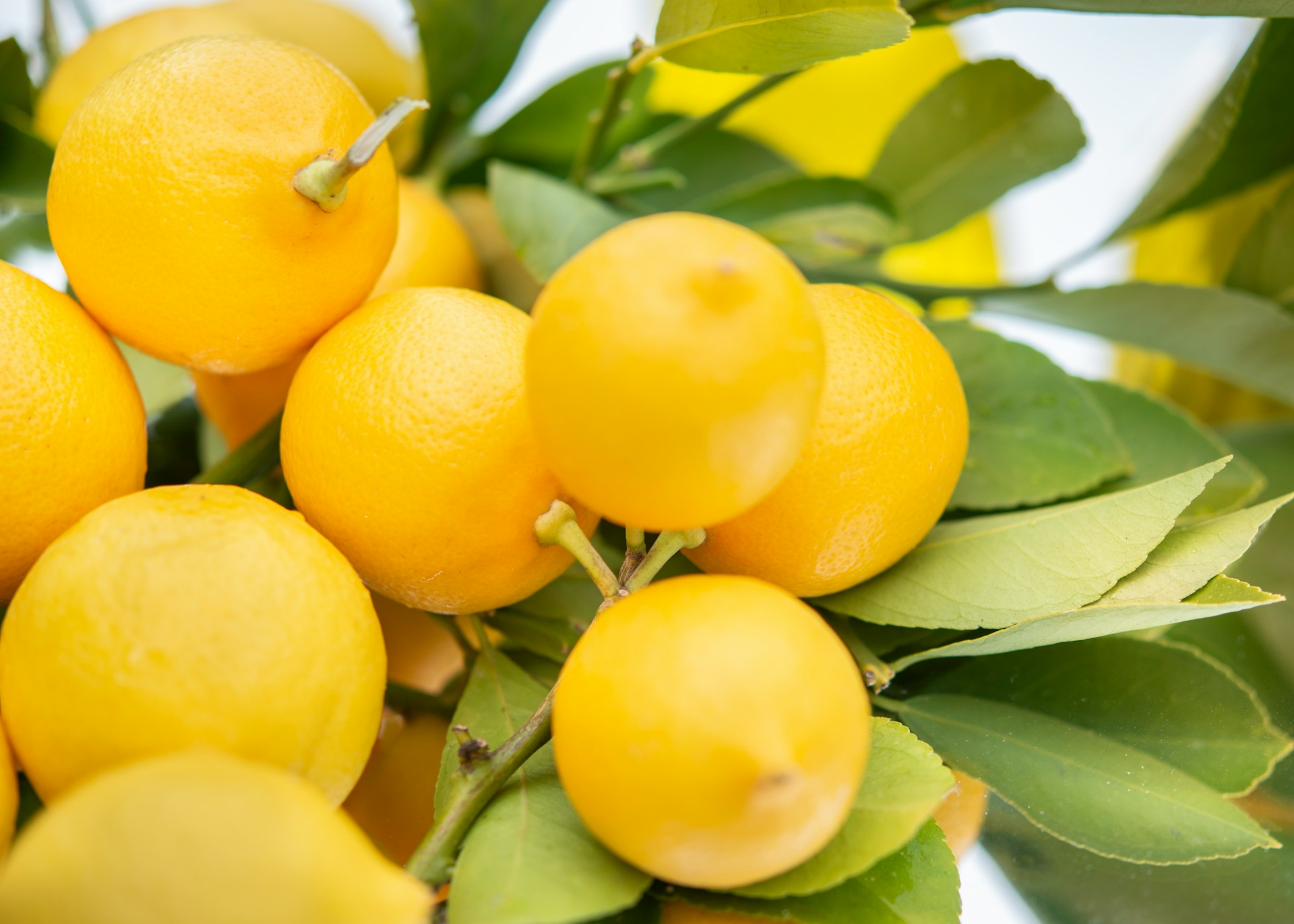 Comment conserver des citrons plus de 3 mois ?