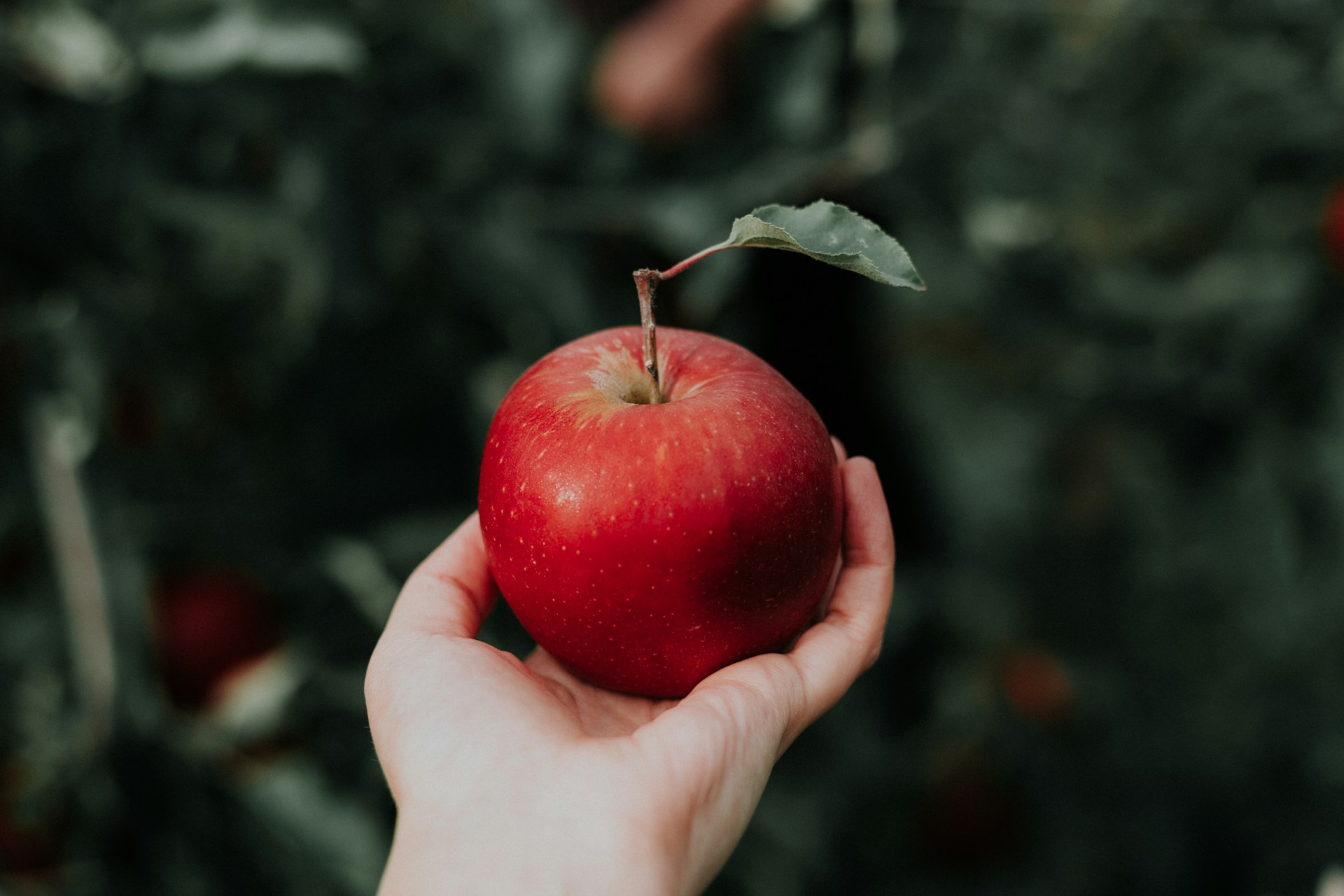 Manger une pomme tous les jours : les avantages.