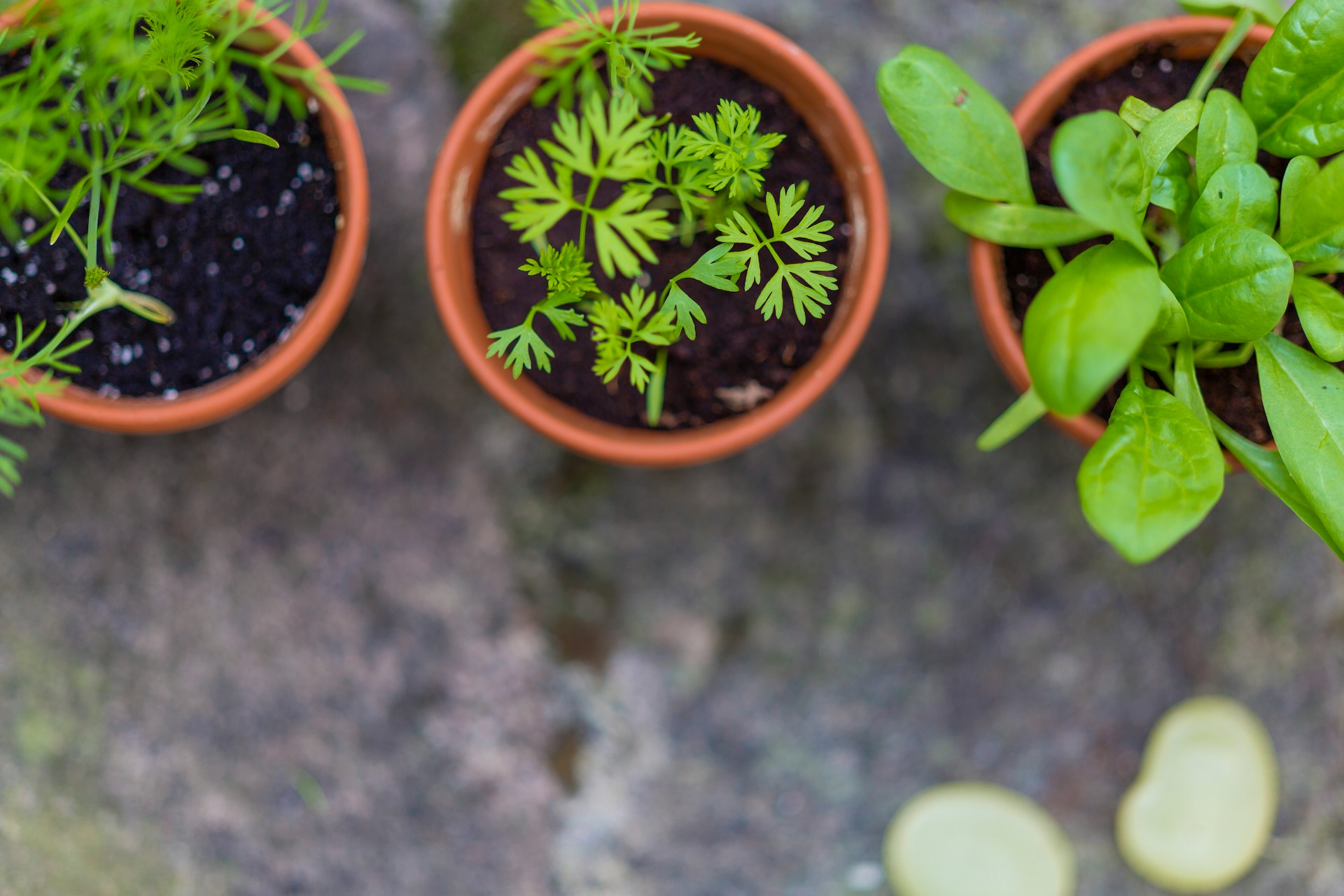 Les bienfaits des plantes adaptogènes.