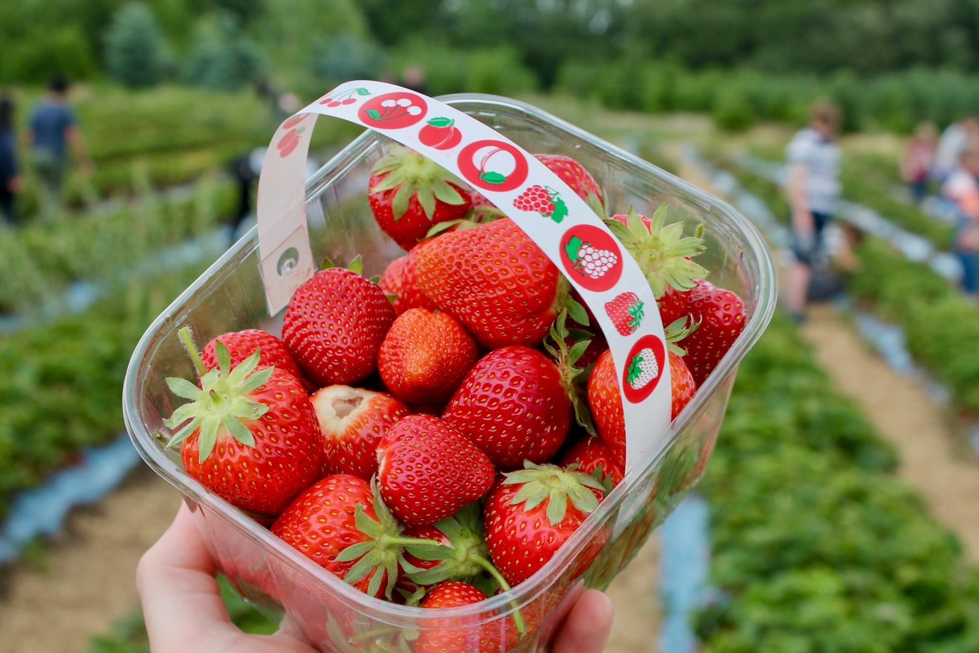 Comment bien choisir les fraises ?