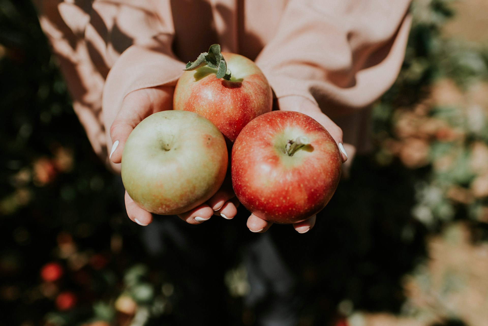Comment maigrir en mangeant des pommes ? Les conseils.
