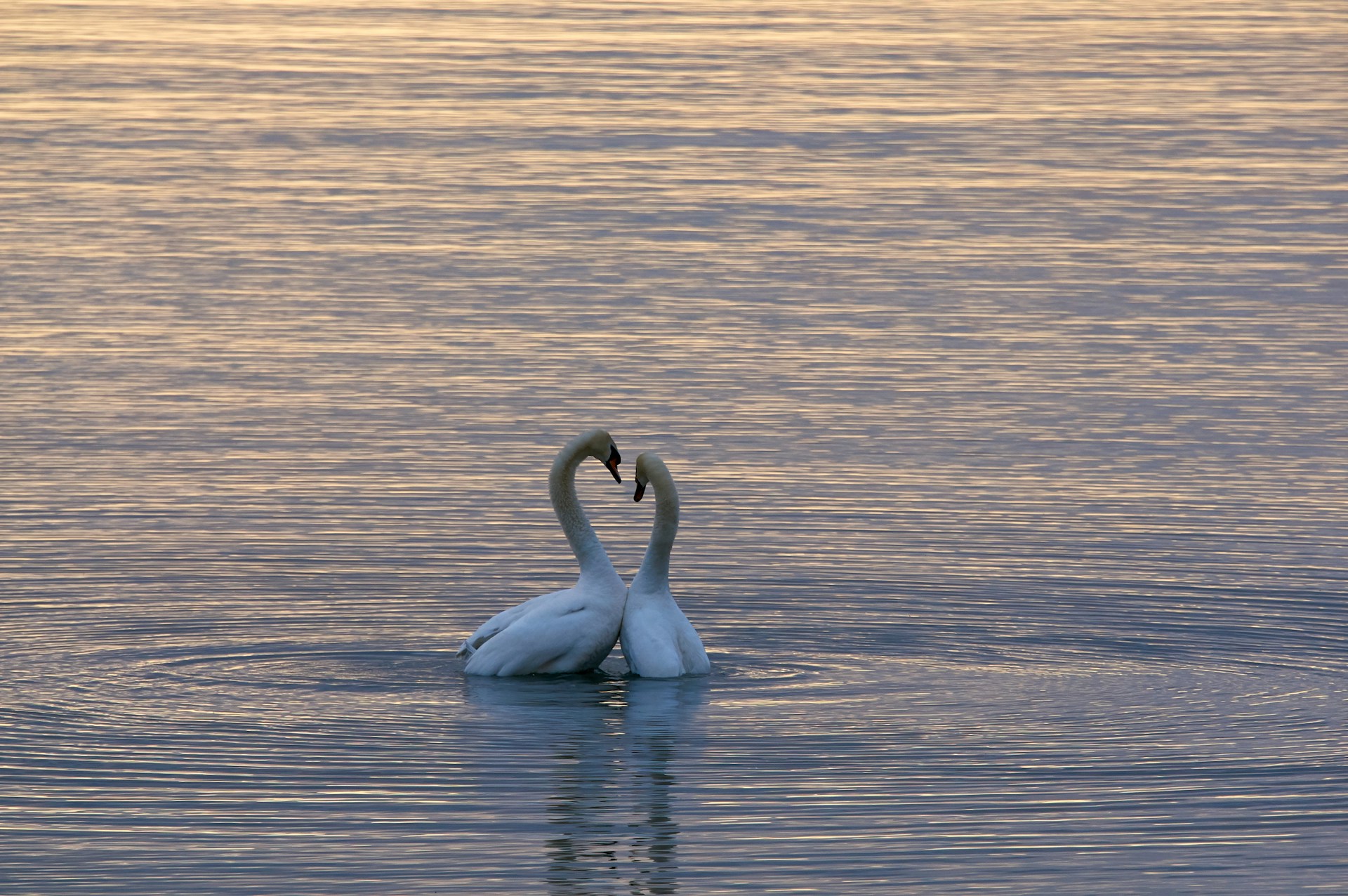 Test de l'oiseau : est-ce que mon couple va durer ?