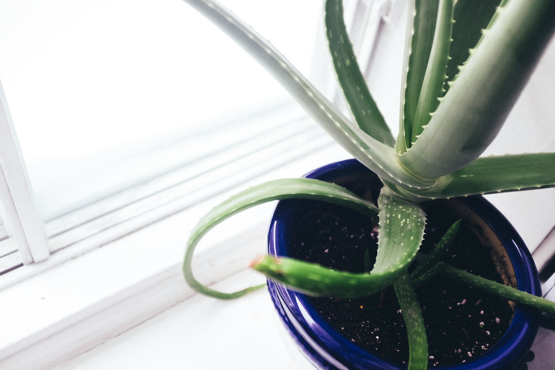 Comment utiliser l'aloe vera pour apaiser coups de soleil et piqûres de moustique de façon naturelle ?