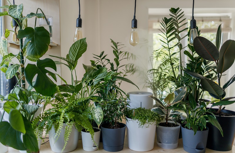 plantes-vertes-variees-en-pot-dans-un-appartement