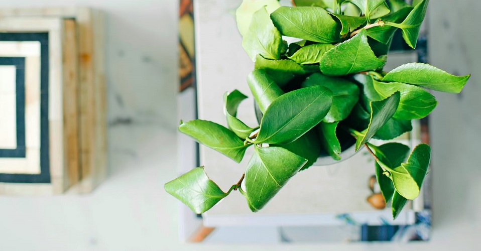 Quelles plantes mettre dans la chambre ?