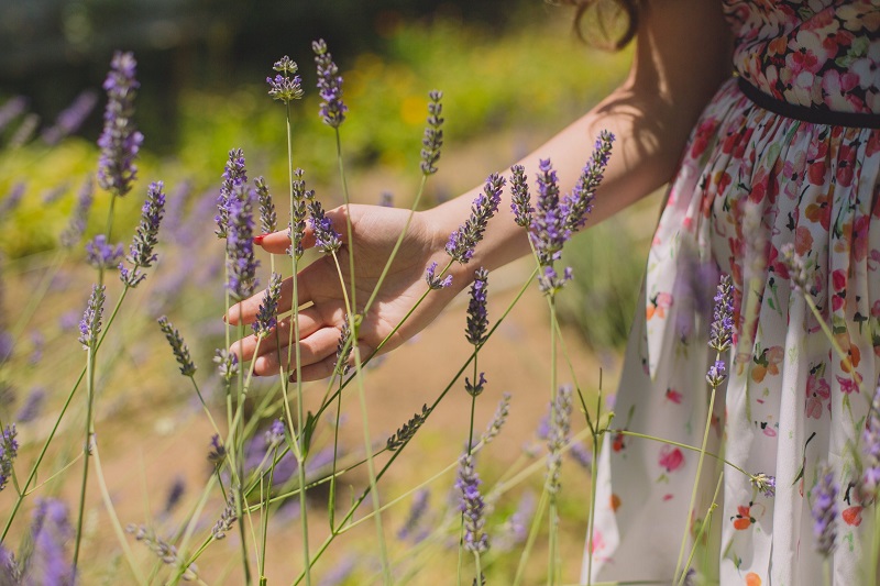 Quelles plantes résistent à la chaleur ?