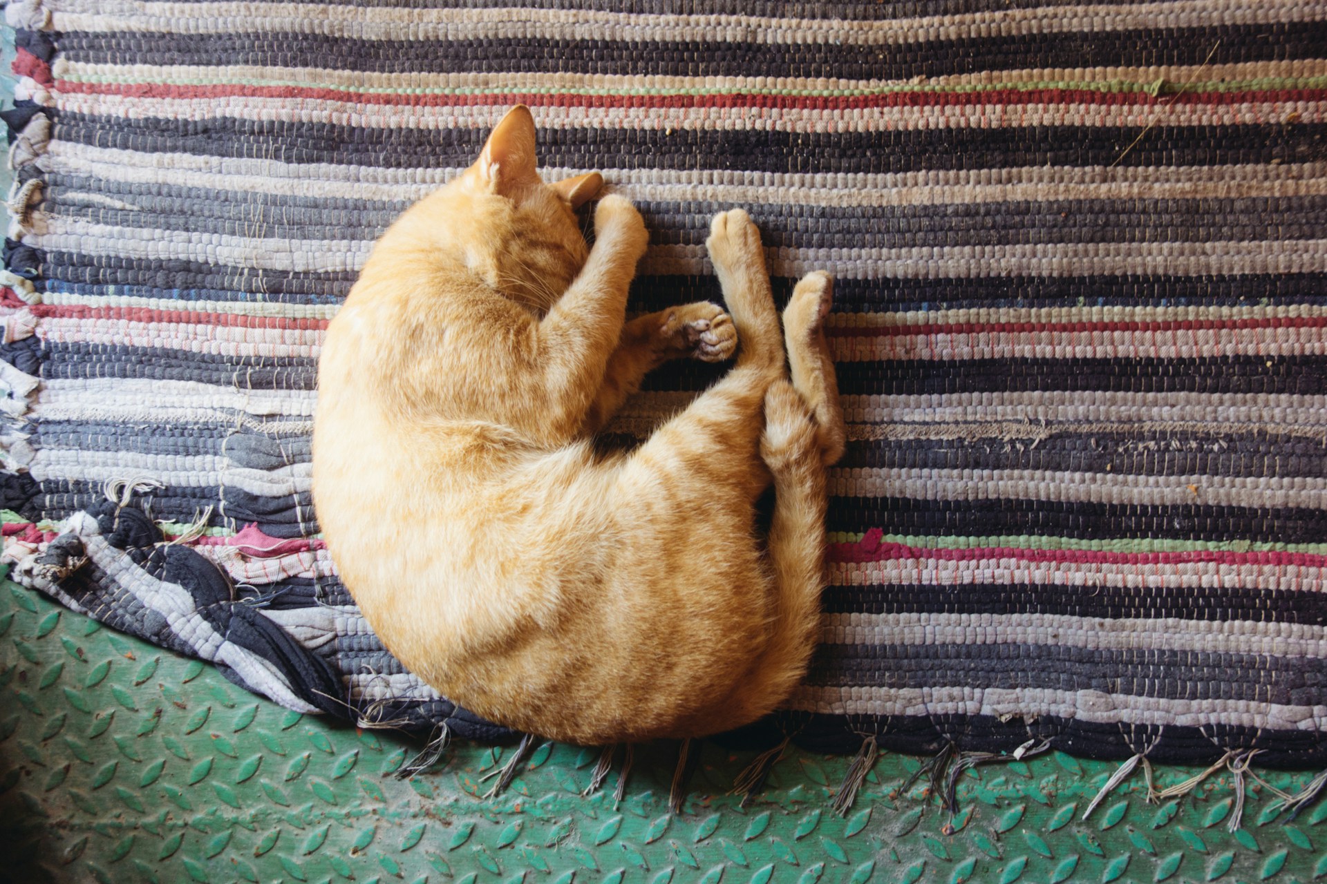 Signes qu'on a manqué à son chat